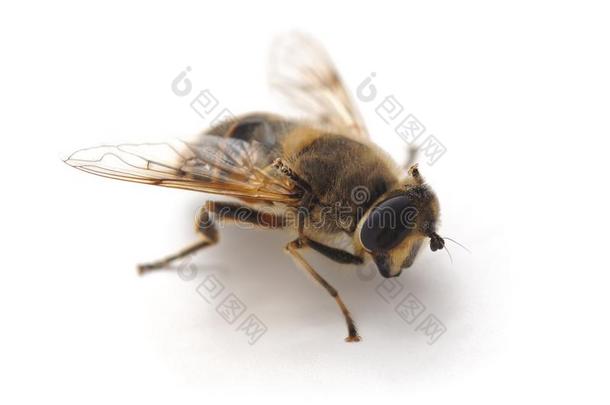 num.一小的蜜蜂