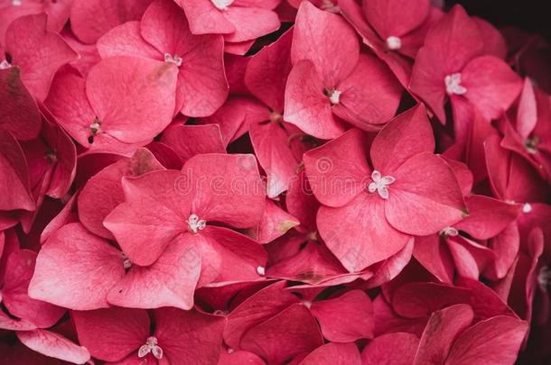 彩色粉笔粉红色的八仙花属八仙花属大叶藻或H或tensia花