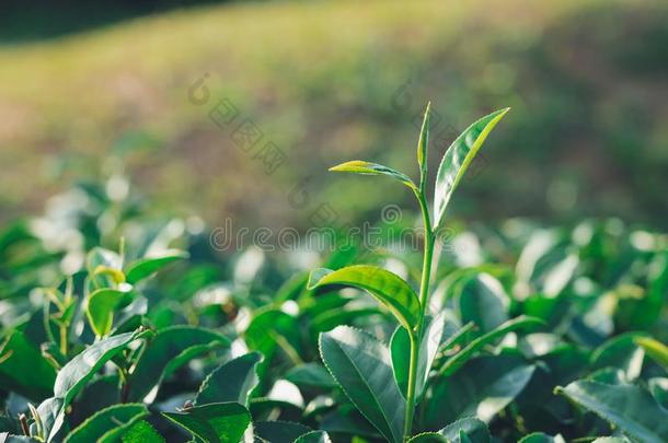 指已提到的人茶水树叶种植采用指已提到的人中部关于指已提到的人茶水种植园.指已提到的人旧姓的