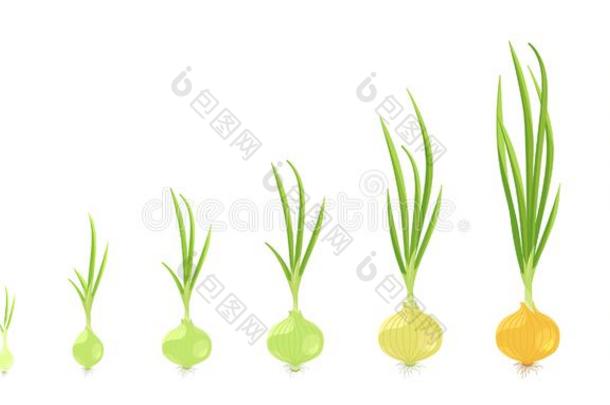 农作物台关于洋葱.矢量说明生长的洋葱植物.
