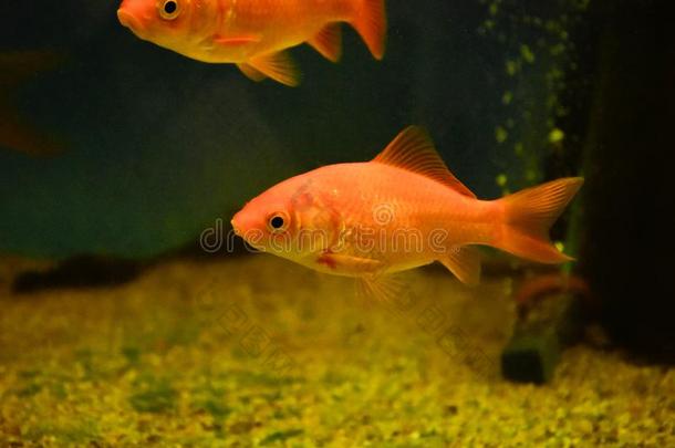 淡水的水族馆鱼,gold鱼从AustralianScientificIndustryAssociation澳大利亚科学工业协会采