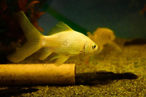 淡水的水族馆鱼,gold鱼从AustralianScientificIndustryAssociation澳大利亚科学工业协会采
