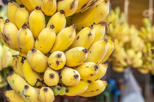 关在上面黄色的耕种的香蕉或香蕉哇香蕉或kilolitre千升