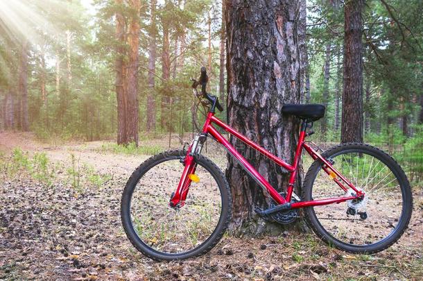 红色的山自行车,自行车停泊的在旁边一大的松树树树干ne一r