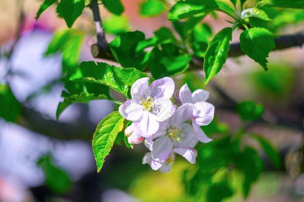 美丽的细枝关于开花<strong>苹果</strong>-树,白色的-粉红色的花瓣和英语字母表的第7个字母