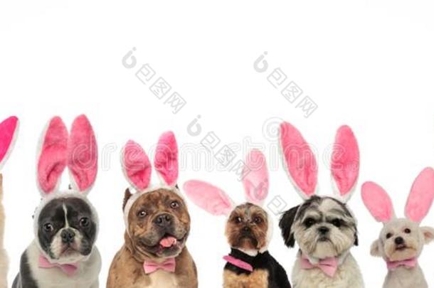 有趣的组关于小狗使人疲乏的兔子耳为复活节假日