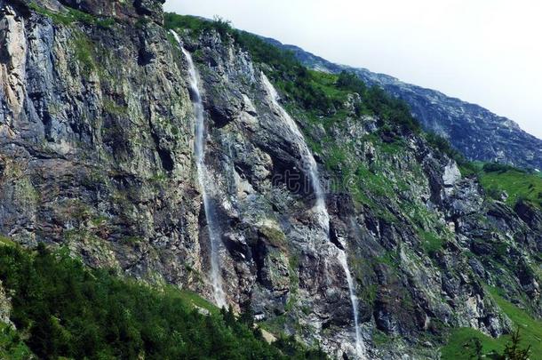 瀑布奶牛场个案或瓦瑟夫奶牛场Ã¤lines线,牛奶Ã¤Switzerland瑞士