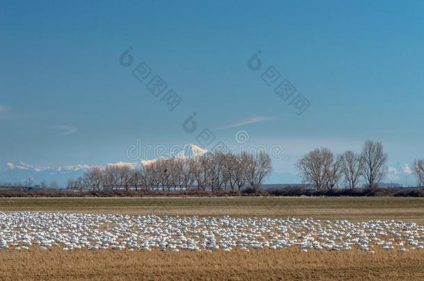 越冬较小的雪goose的复数形式,<strong>陈</strong>凯勒斯肯斯,给食和休息