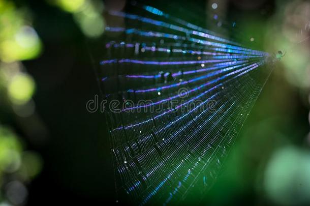 彩虹色的蜘蛛蜘蛛网采用肋反向免疫细胞粘着