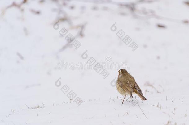 欧洲的知更鸟伊莉莎斯鲁布库拉采用雪