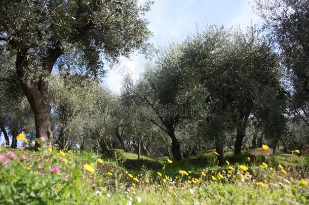 绿色的和大大地橄榄小树林满的关于橄榄树,植物满的关于