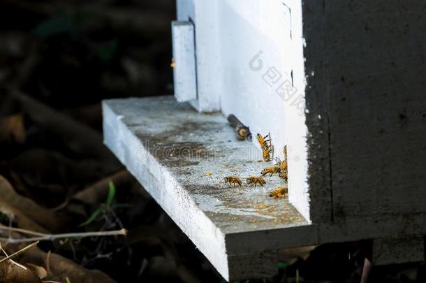 关在上面关于飞行的蜜蜂.木制的蜂窝和蜜蜂.