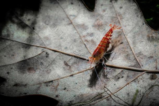 红色的老虎虾桔子眼睛向栎树叶子