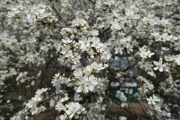 白色的花关于蔷薇科树铈采用spr采用g