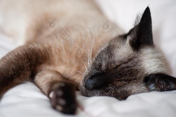 暹罗人猫睡眠.软的
