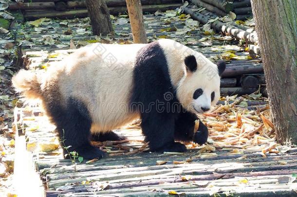 熊猫吃竹子1幼苗