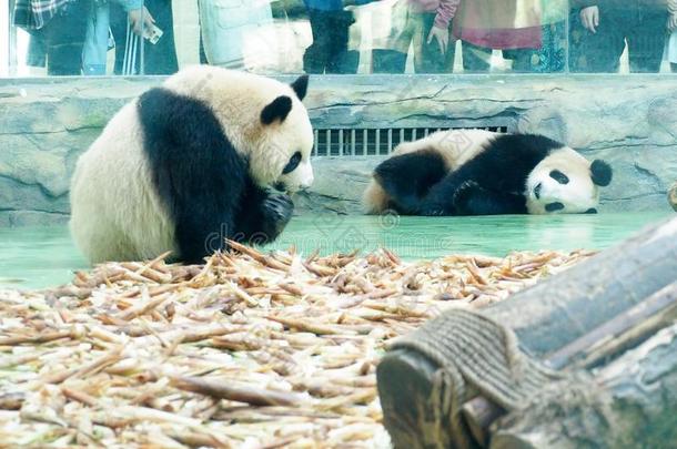熊猫吃竹子1幼苗