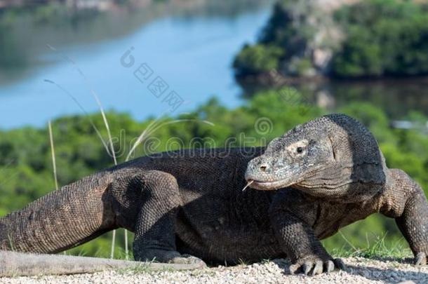 科莫多龙,科学的名字:巨蜥科莫多人.风景优美的竞争