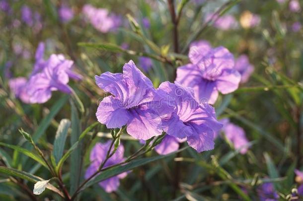 紫色的卢莉娅土豆花采用自然花园