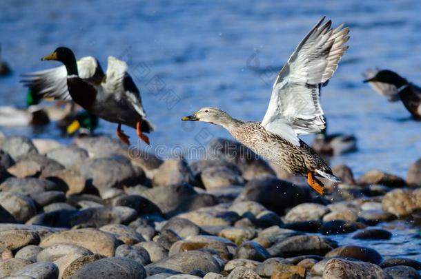 野鸭鸭迷人的向飞行从指已提到的人多岩石的河岸