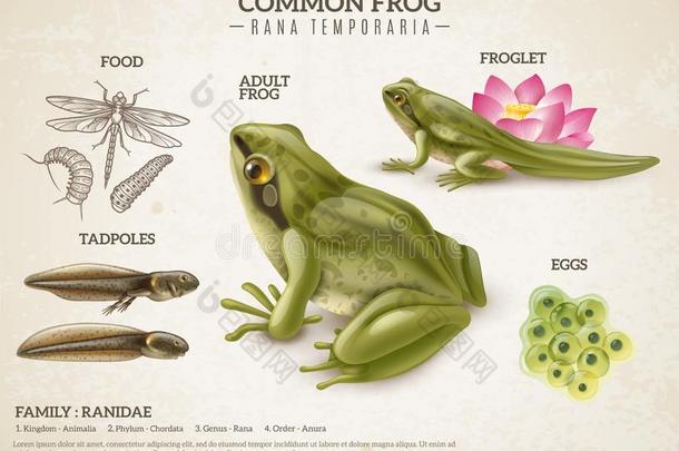青蛙生活循环制动火箭海报
