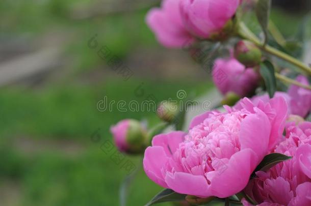 粉红色的牡丹花开花采用夏