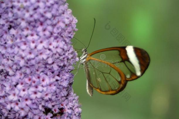 异国的蝴蝶使摆姿势采用指已提到的人植物