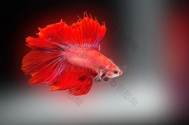 暹罗人战斗的鱼,搏鱼光彩照人,红色的鱼向一Blur红色的b一ck