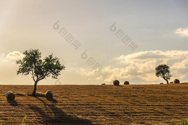 夏日落风景采用英国压力单位英语字母表中的第四个字母`agriculture农业,巴西利卡塔