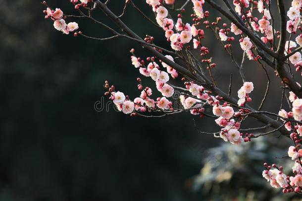 李子花ï¼巴旦杏穆梅Sieb.ï¼