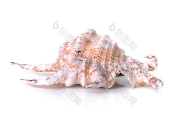 美丽的珍珠似的海中软体动物的壳