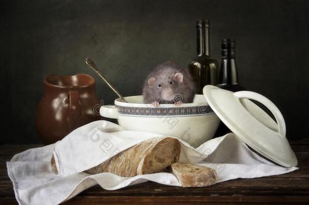 漂亮的小的灰色大老鼠采用指已提到的人有盖的汤盘被环绕着的在旁边面包和瓶装