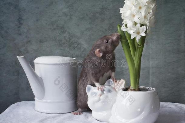 漂亮的小的灰色大老鼠探查法白色的风信子花.中国人新的