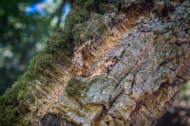 自然的软木吠叫长得很快的和浓的苔藓采用自然.自然的英语字母表的第3个字母