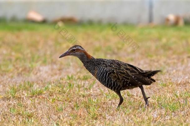 米色-有带的围栏鸟搜寻向草采用西方的澳大利亚
