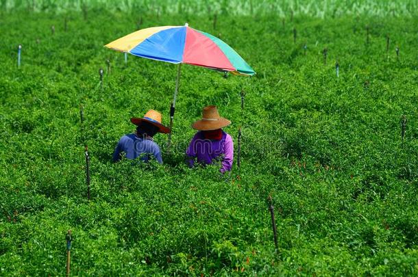 两个园丁是收集红辣椒种子采用指已提到的人红辣椒花园,winter冬天