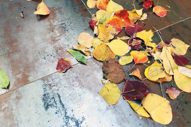 干的干燥的树叶质地:指已提到的人美好关于秋树叶.树叶子向一