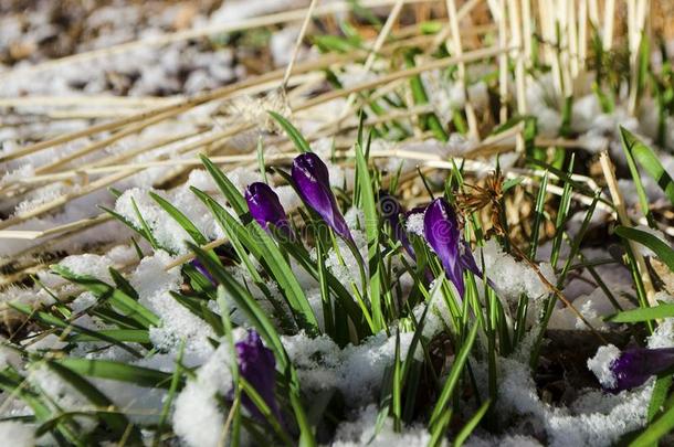 复活节郁金香新兴的通过新鲜的春季雪