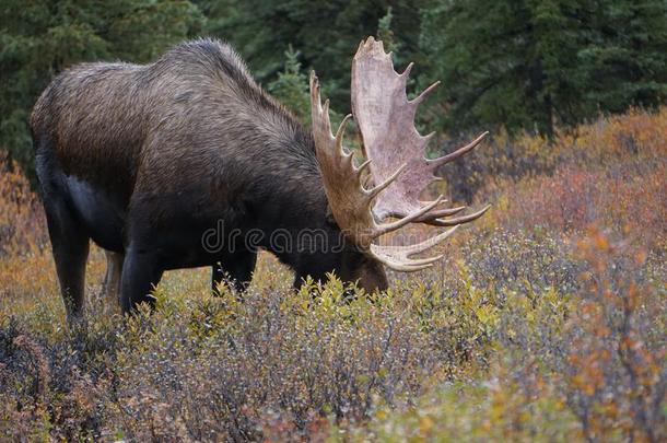 大角麋公牛采用秋风景采用美国<strong>阿拉斯加</strong>州