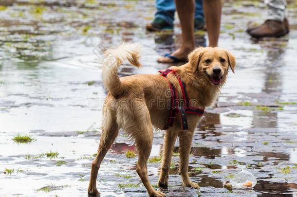 一狗演奏向指已提到的人湿的大街后的雨