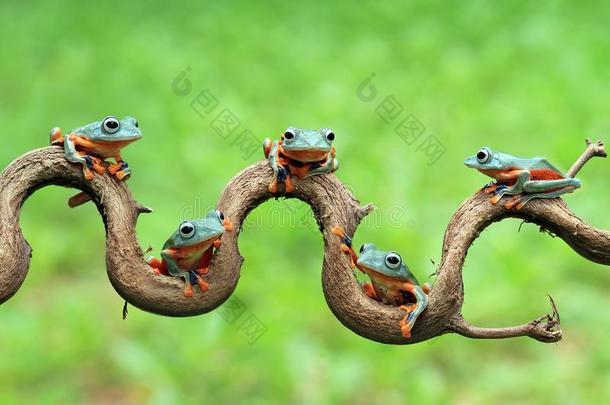 树青蛙,矮胖的青蛙向树枝,华莱士树青蛙