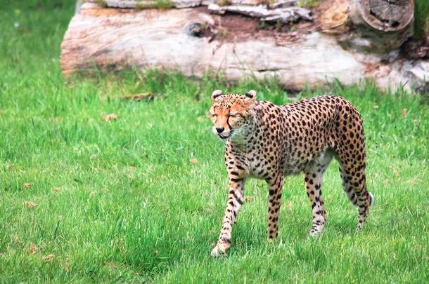 北方非洲的非洲猎豹,又叫做非洲的非洲猎豹猎豹具缘垂毛苏姆