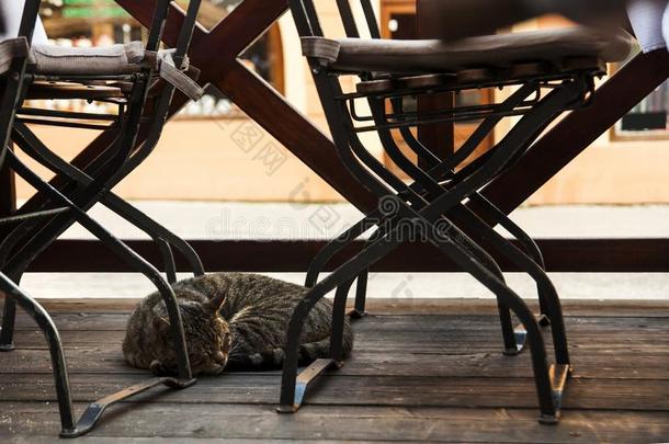 平纹猫睡眠在外面指已提到的人大街花园咖啡馆向一木制的便壶