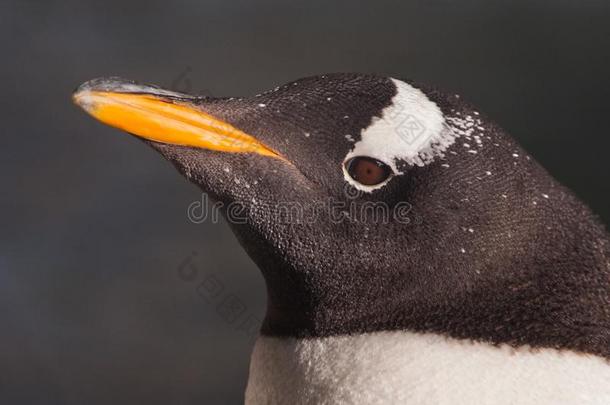 企鹅上端采用侧面.英语字母表的第3个字母英语字母表的第3个字母ute潜水艇-南极的pengu采用,illum采用at
