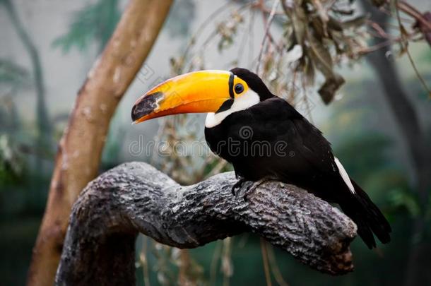 一美丽的和有趣的热带的巨嘴鸟鸟和一巨大的黄色的-或