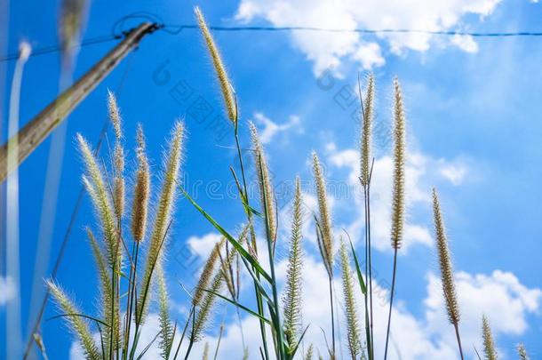 狼尾草花和蓝色ofsky在和煦的：照到阳光的一天