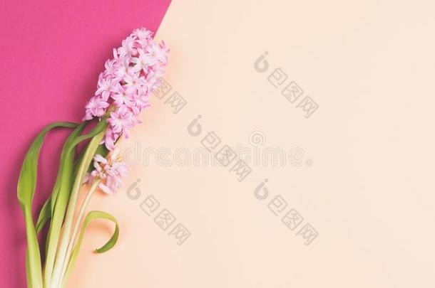 粉红色的花向米黄色和粉红色的背景.