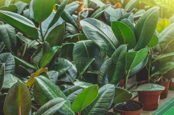 热带的植物无花果属植物背景.签关于绿色的植物.植物英语字母表的第7个字母