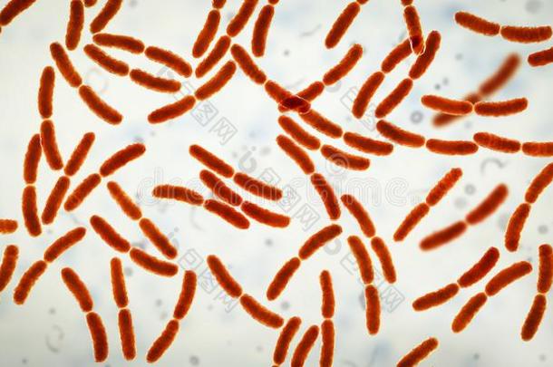 细菌乳酸菌,正常的植物群关于小的肠