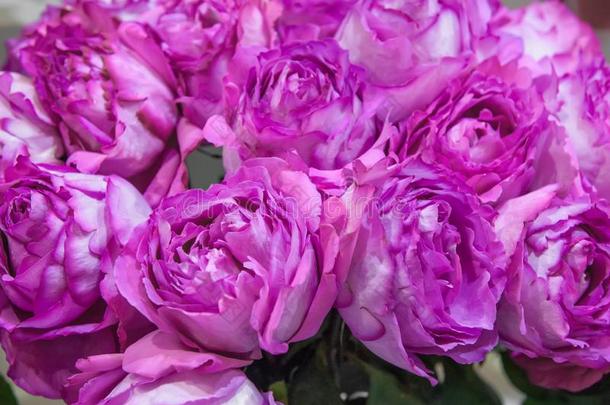 异国的玫瑰从丁香花属精英现代的种种采用指已提到的人花束同样地